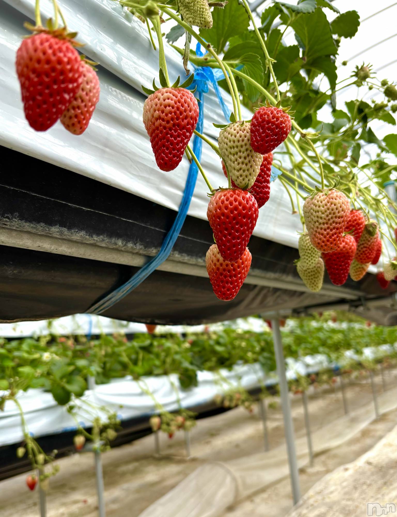 ĮХ顦֥ ץ ( ץ ) 2025ǯ39̥֥🍓😋
