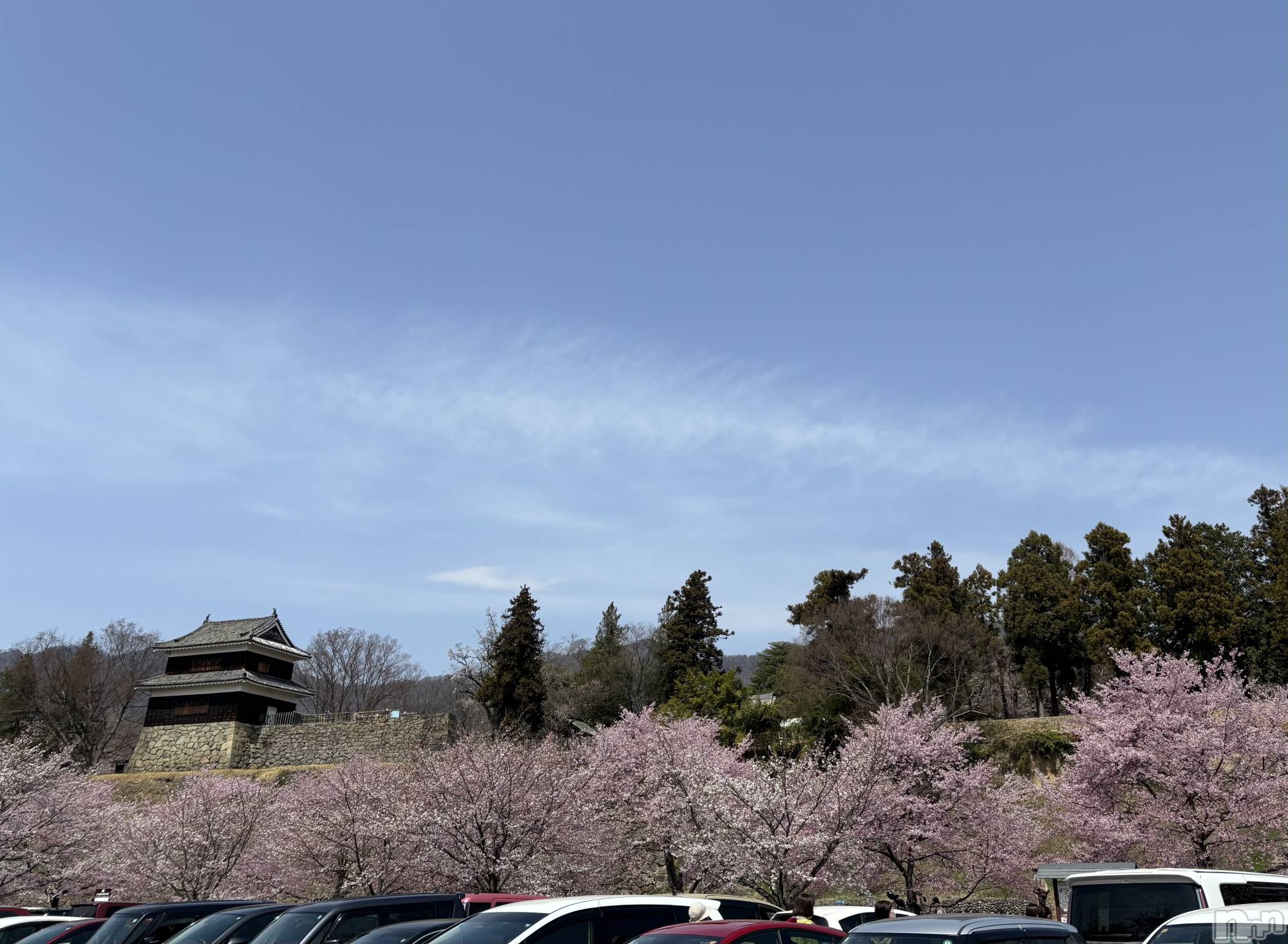 ĮХ顦֥ ץ ( ץ ) 2025ǯ48̥֥🏯🌸