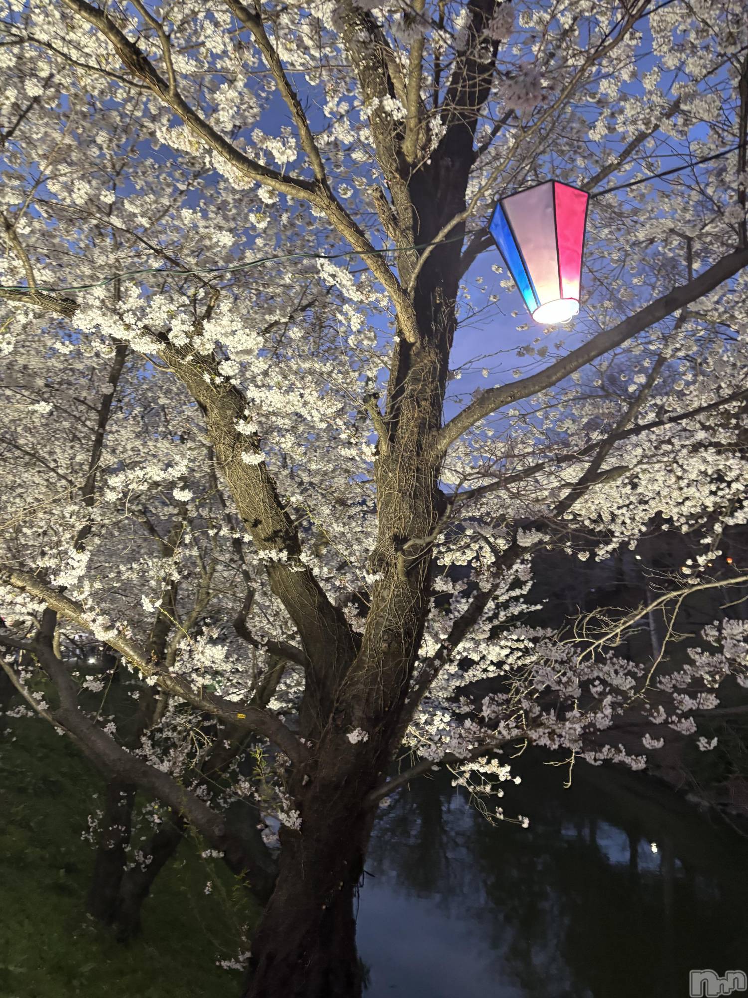 ĮХ顦֥ ץ ( ץ ) 2025ǯ411̥֥🌸🍡