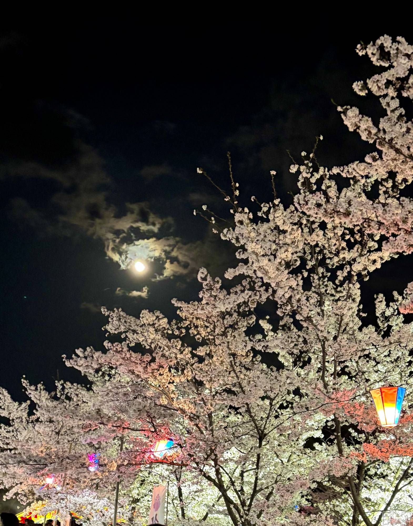ĮХ顦֥ ץ ( ץ ) 2025ǯ413̥֥🌕🌸