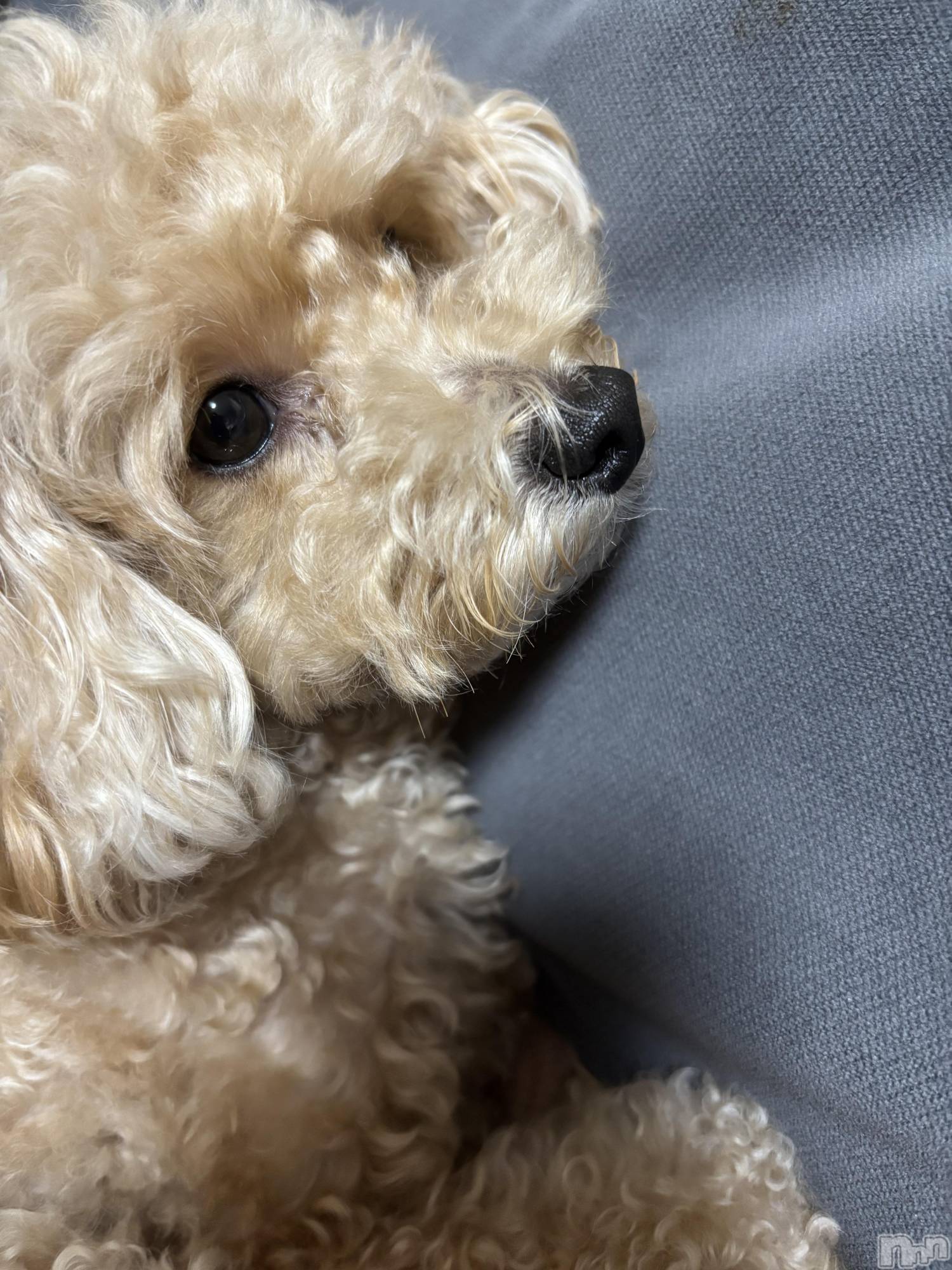 ��Į����Х��顦����֥���� �ץ���� ����(����� �ץ���� ������) ��2026ǯ1��31���̥�֥�����🐶��