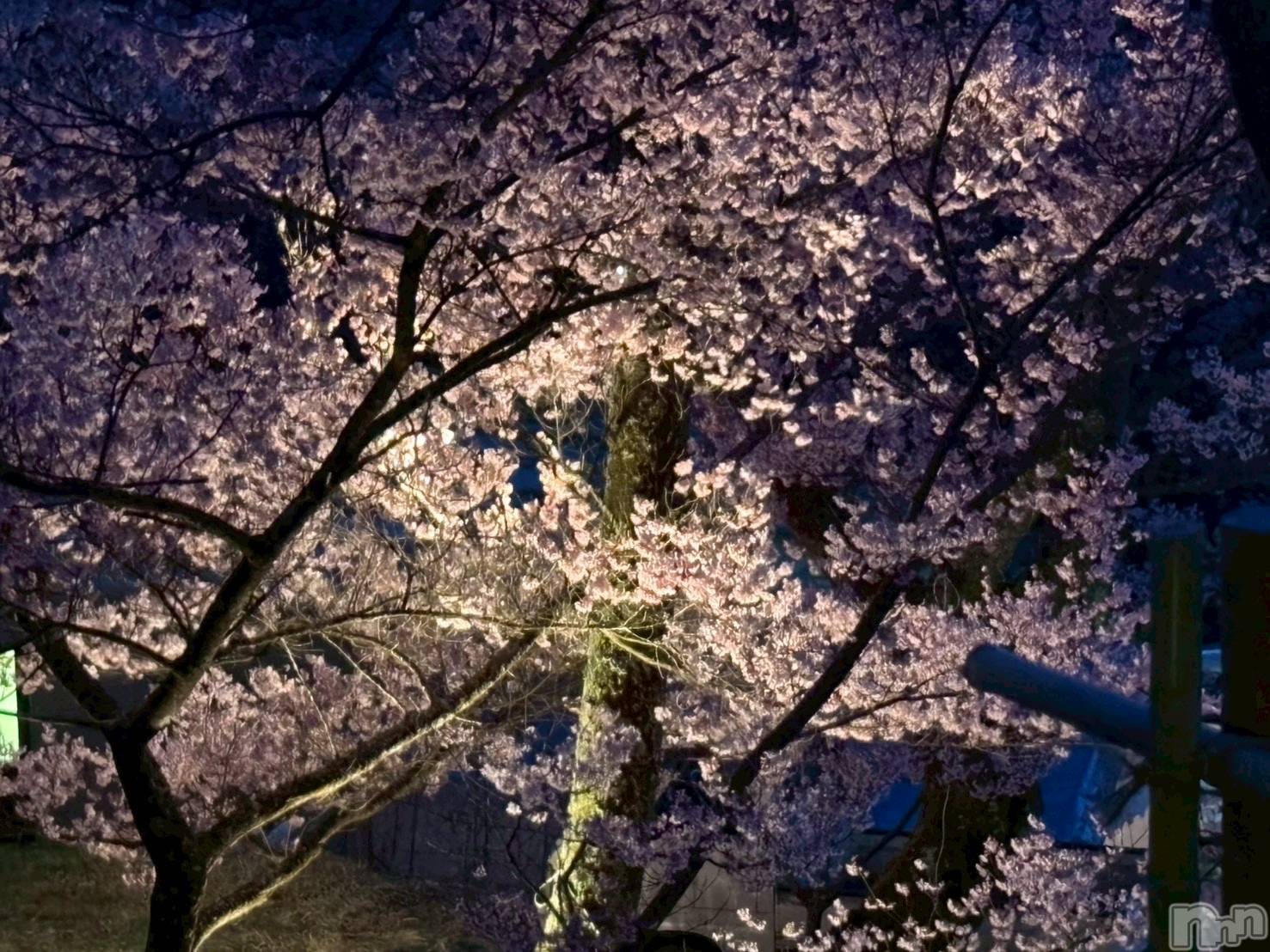 ��Į����Х��顦����֥���� �ץ���� ����(����� �ץ���� ������) ��2026ǯ4��12���̥�֥�����🌸��