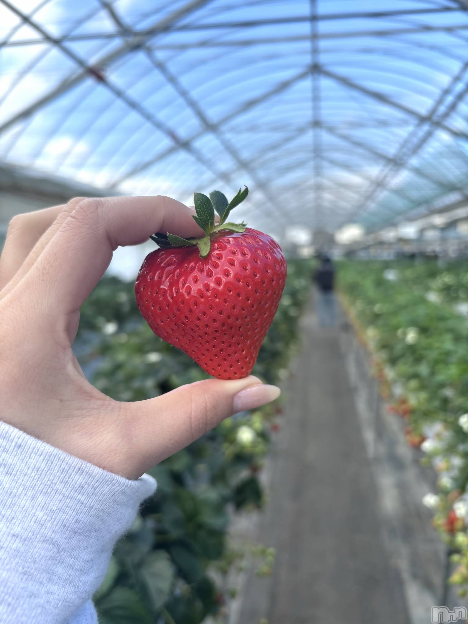 ��Į����Х��顦����֥���� �ץ���� ����(����� �ץ���� ������) ��2026ǯ4��12���̥�֥�����🍓��