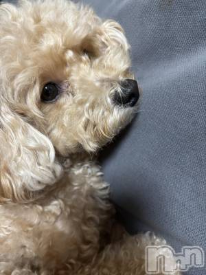 ��Į����Х��顦����֥���� �ץ���� ����(����� �ץ���� ������) ���ࡡ�ߤ줤(21)��1��31���̥�֥�����🐶��