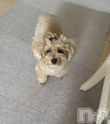 ��Į����Х��顦����֥���� �ץ���� ����(����� �ץ���� ������) ���ࡡ�ߤ줤(22)��7��6���̥�֥�����🐶��