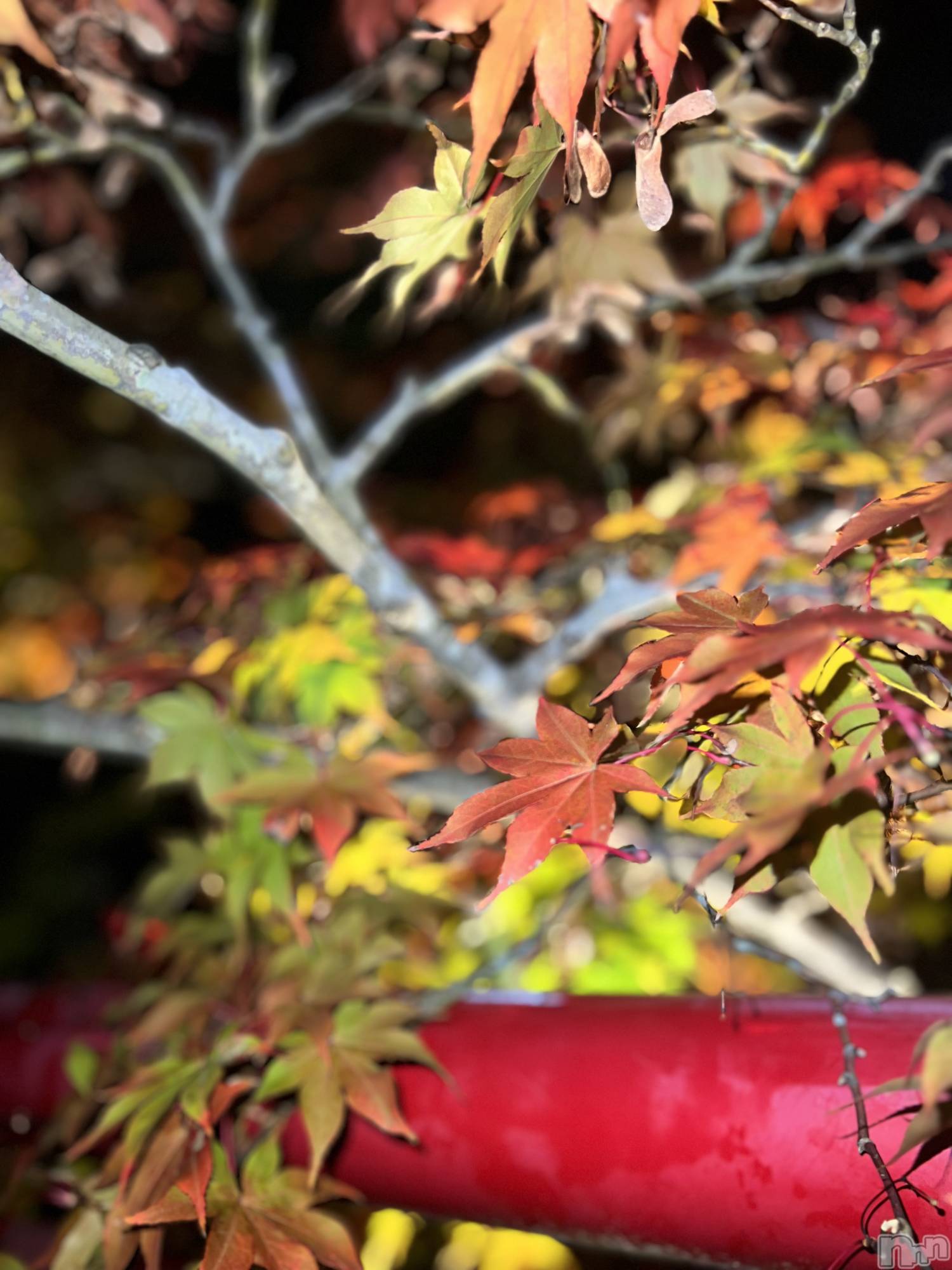 ĮХ顦La Clacion(鎥饷) 2024ǯ925̥֥🍁🍂