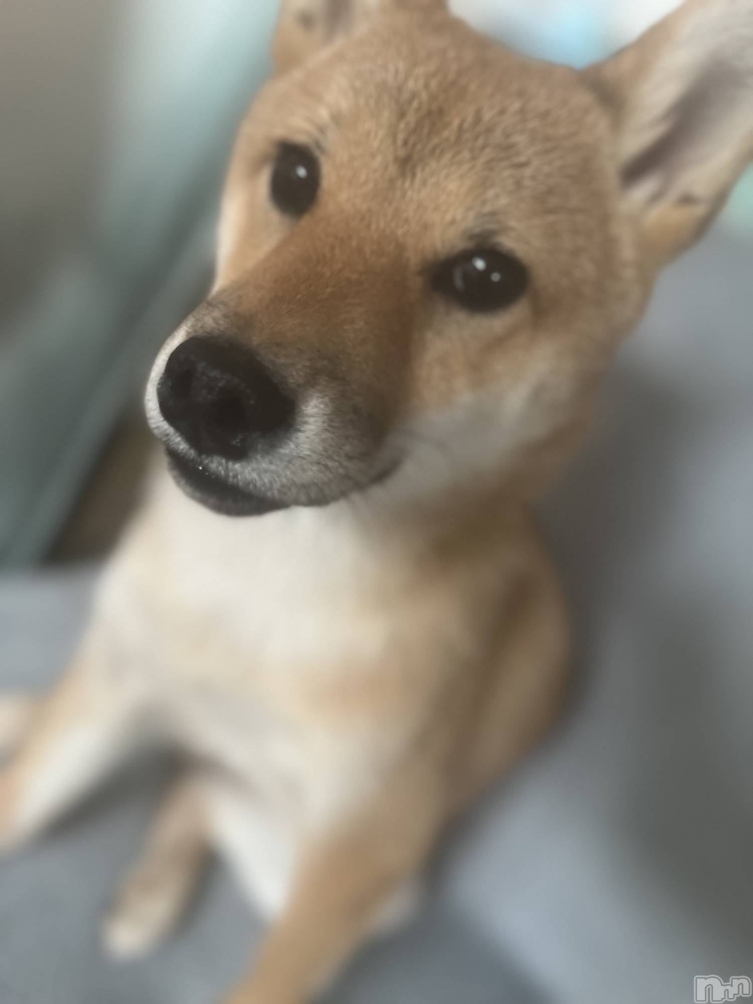 ĮХ顦La Clacion(鎥饷) 2024ǯ1018̥֥֤🐶