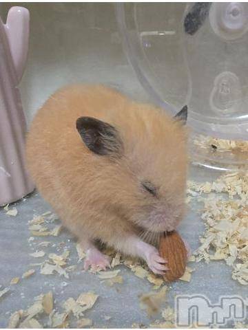 松本発ぽっちゃりちゃんこ長野　塩尻北IC店(チャンコナガノ　シオジリキタインターチェンジテン) ひじり(27)の9月14日写メブログ「ちょっと休んでまた…」