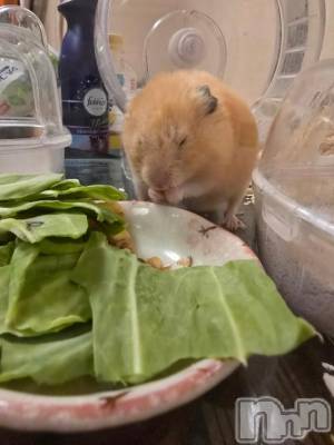 松本発ぽっちゃり ちゃんこ長野　塩尻北IC店(チャンコナガノ　シオジリキタインターチェンジテン) ひじり(27)の6月11日写メブログ「結構おじいちゃん！」