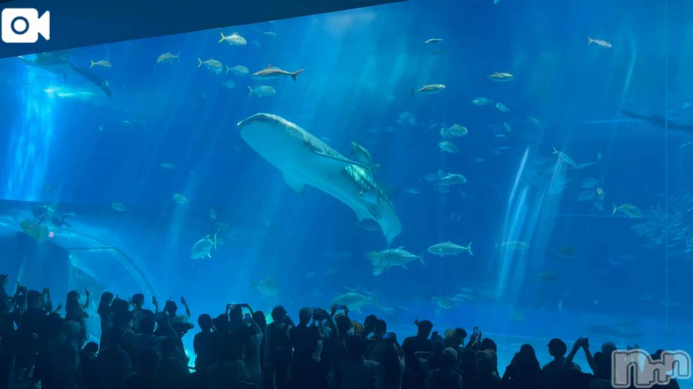 新潟デリヘル熟女の風俗 最終章(ジュクジョノフウゾクサイシュウショウ) ほのか(54)の10月5日写メブログ「沖縄美ら海水族館」