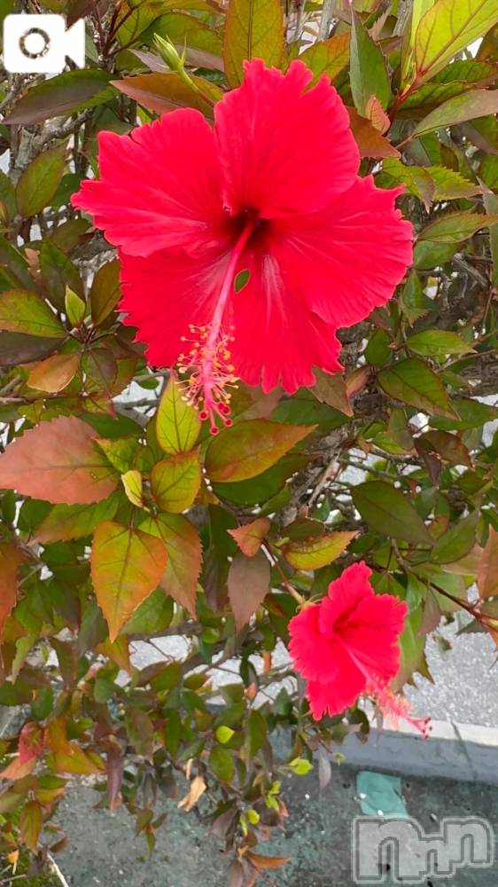 新潟デリヘル熟女の風俗 最終章(ジュクジョノフウゾクサイシュウショウ) ほのか(54)の12月22日写メブログ「Okinawa life♪」