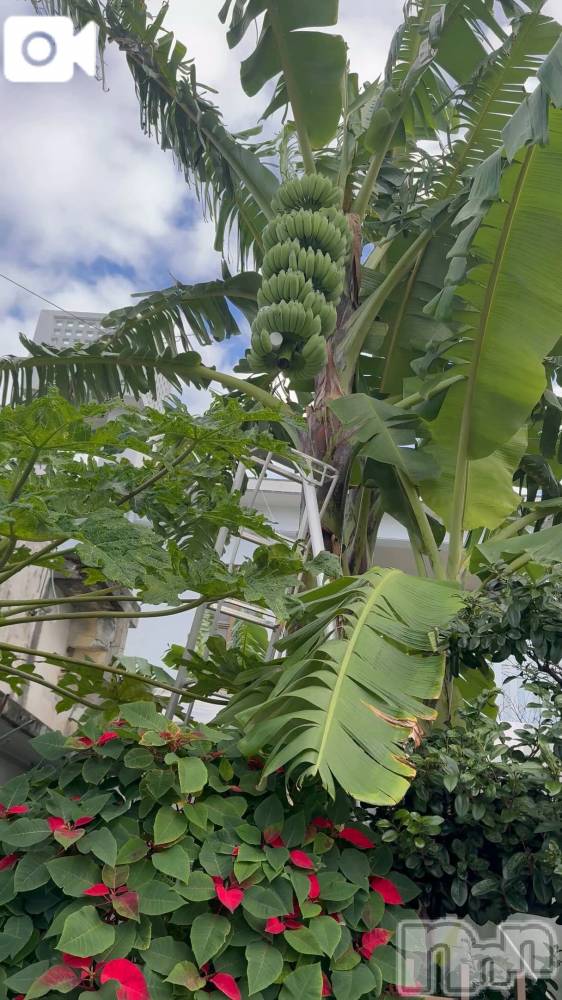 新潟デリヘル熟女の風俗 最終章(ジュクジョノフウゾクサイシュウショウ) ほのか(54)の12月29日写メブログ「Okinawa life♪」