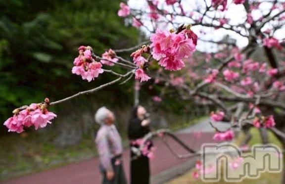 新潟デリヘル熟女の風俗 最終章(ジュクジョノフウゾクサイシュウショウ) ほのか(54)の1月15日写メブログ「一足　お咲に」