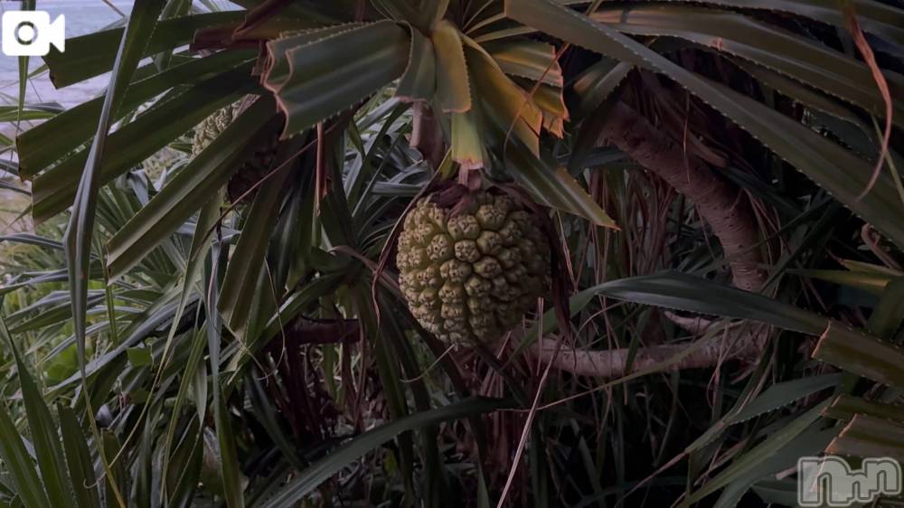 新潟デリヘル熟女の風俗 最終章(ジュクジョノフウゾクサイシュウショウ) ほのか(54)の3月13日写メブログ「海ドライブにて」