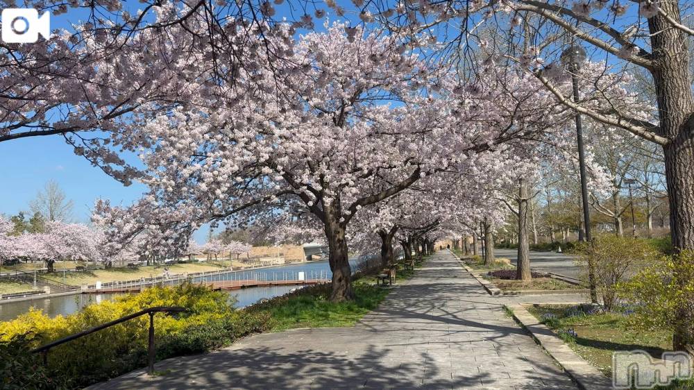 新潟デリヘル熟女の風俗 最終章(ジュクジョノフウゾクサイシュウショウ) ほのか(54)の4月8日写メブログ「朝散歩にて」