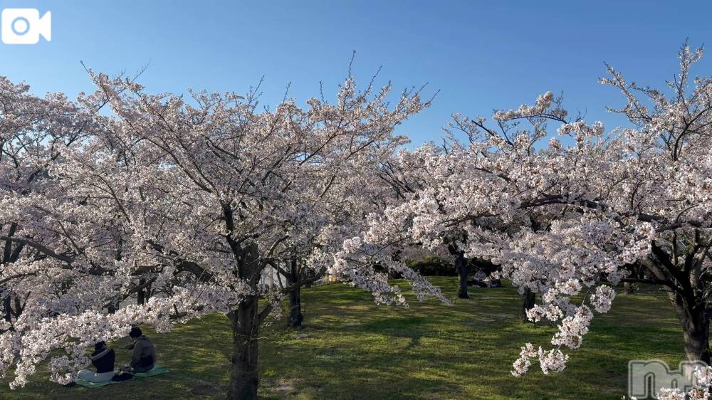 新潟デリヘル熟女の風俗 最終章(ジュクジョノフウゾクサイシュウショウ) ほのか(54)の4月8日写メブログ「白山公園なう」