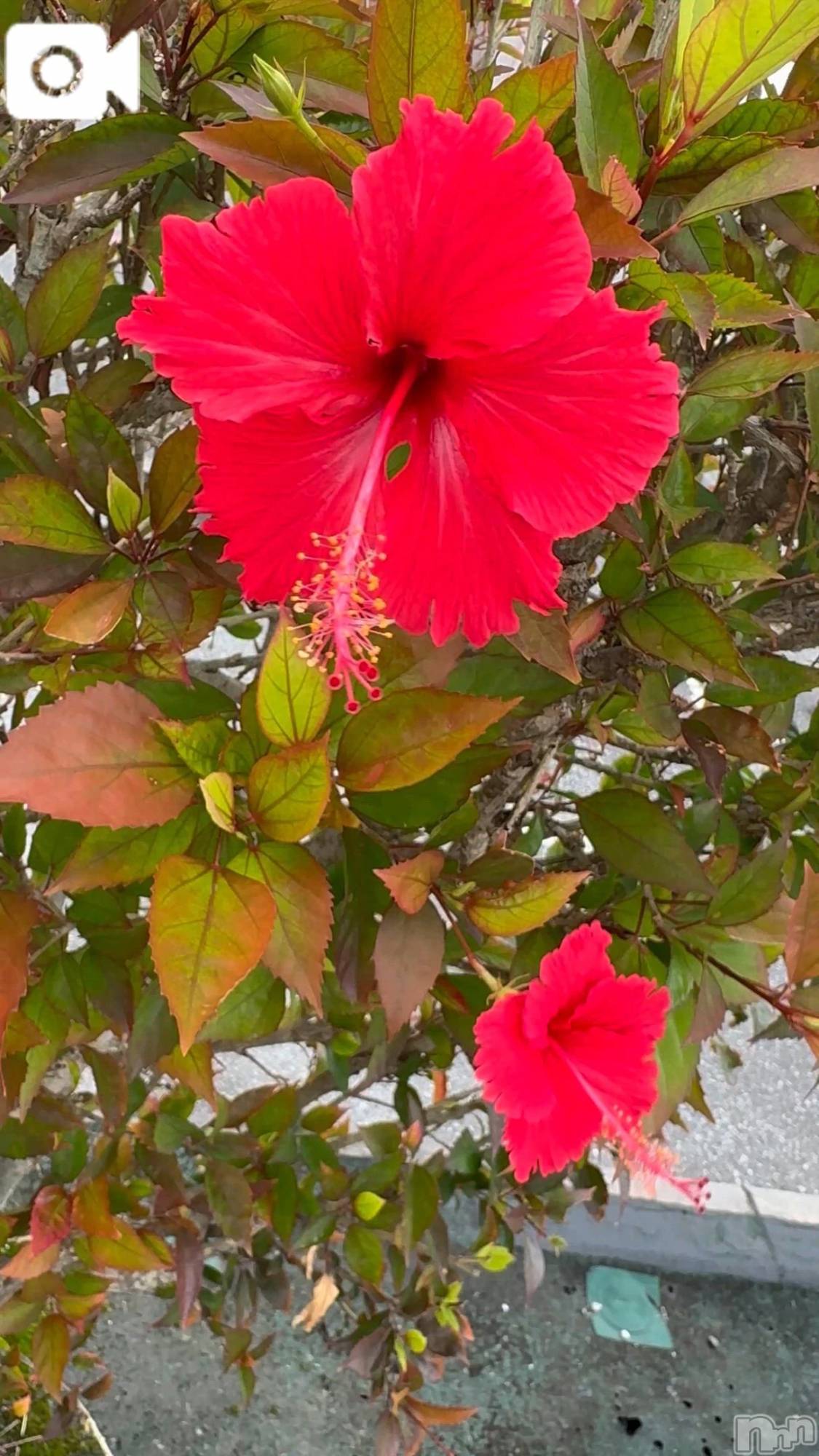 新潟デリヘル熟女の風俗 最終章(ジュクジョノフウゾクサイシュウショウ)ほのか(54)の2025年12月22日写メブログ「Okinawa life♪」