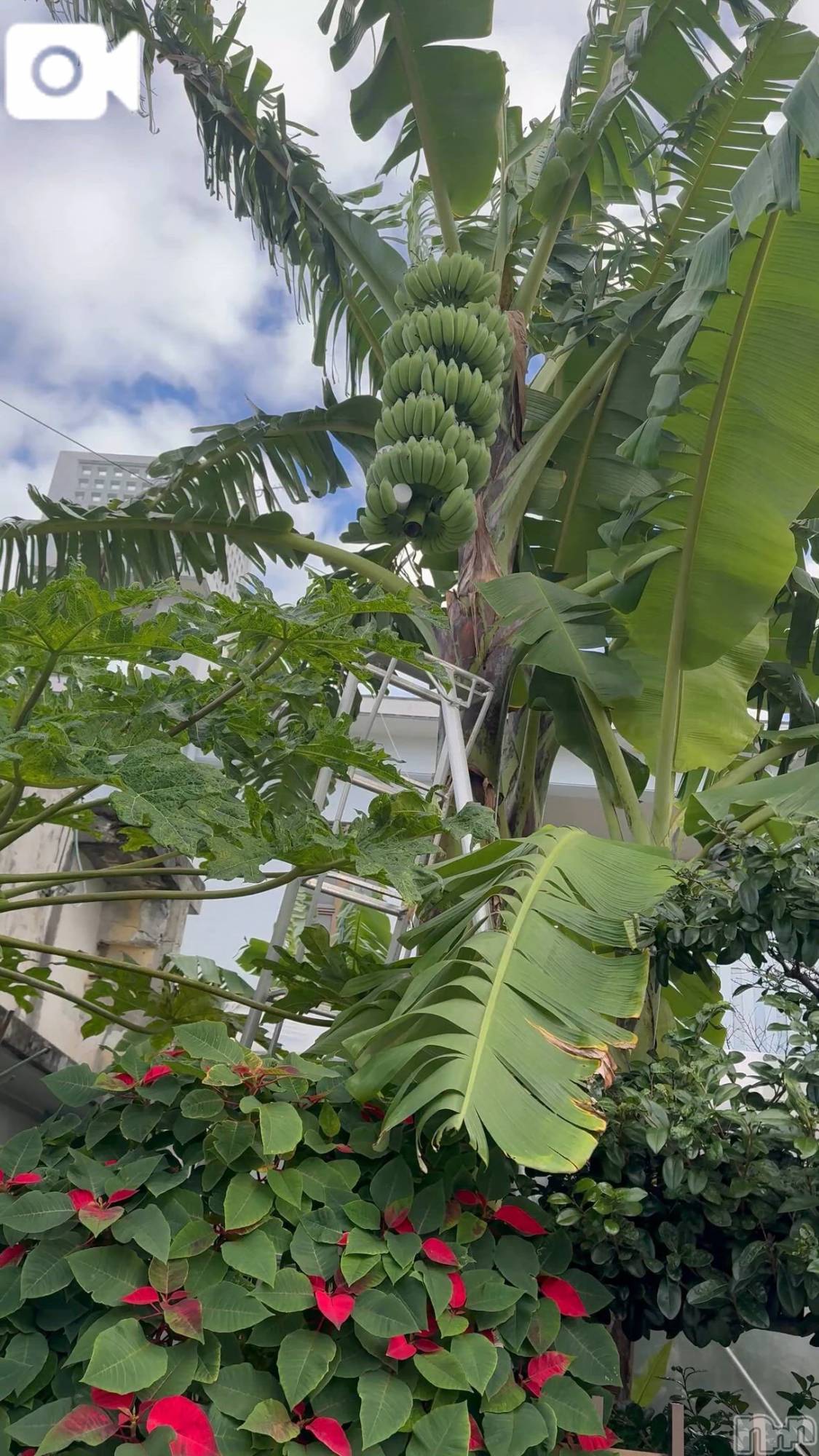 新潟デリヘル熟女の風俗 最終章(ジュクジョノフウゾクサイシュウショウ)ほのか(54)の2025年12月29日写メブログ「Okinawa life♪」