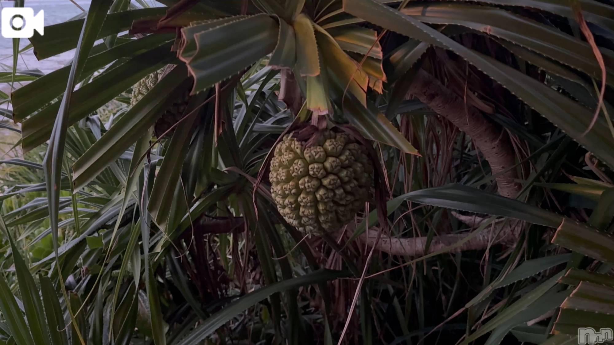 新潟デリヘル熟女の風俗 最終章(ジュクジョノフウゾクサイシュウショウ)ほのか(54)の2026年3月13日写メブログ「海ドライブにて」