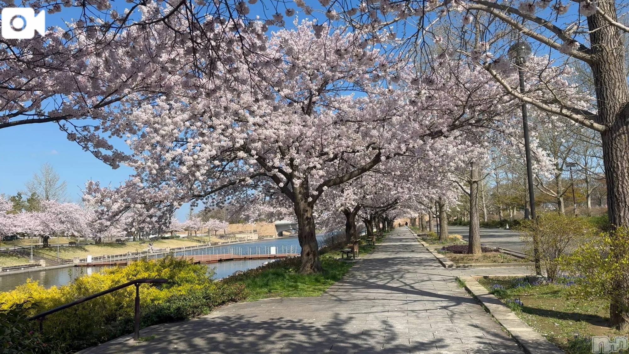 新潟デリヘル熟女の風俗 最終章(ジュクジョノフウゾクサイシュウショウ)ほのか(54)の2026年4月8日写メブログ「朝活の成果」