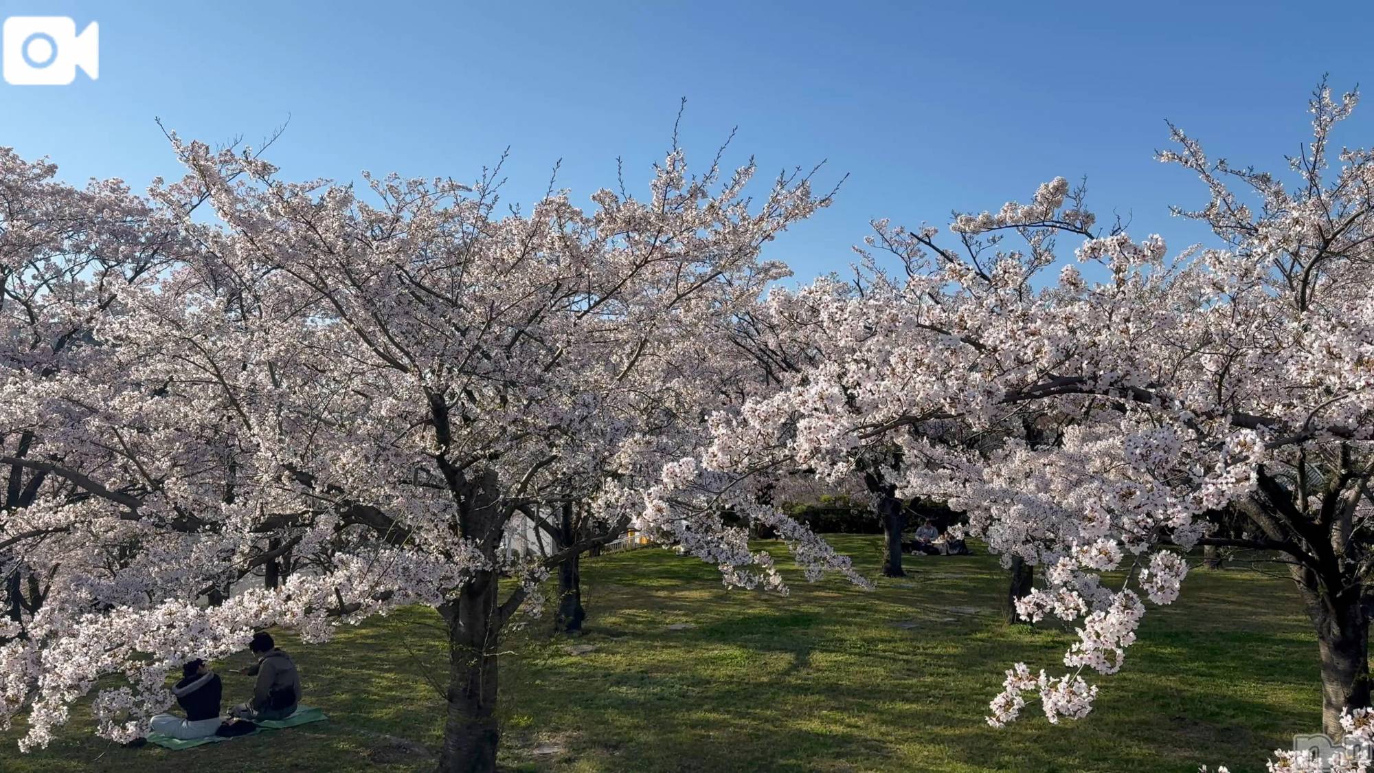 新潟デリヘル熟女の風俗 最終章(ジュクジョノフウゾクサイシュウショウ)ほのか(54)の2026年4月8日写メブログ「白山公園なう」