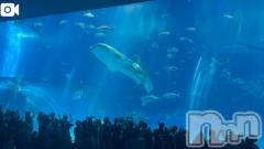 新潟デリヘル熟女の風俗 最終章(ジュクジョノフウゾクサイシュウショウ) ほのか(54)の10月5日写メブログ「沖縄美ら海水族館」