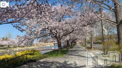 新潟デリヘル熟女の風俗 最終章(ジュクジョノフウゾクサイシュウショウ) ほのか(54)の4月8日写メブログ「朝散歩にて」