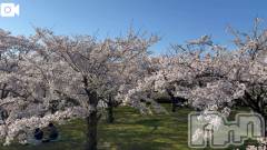 新潟デリヘル熟女の風俗 最終章(ジュクジョノフウゾクサイシュウショウ) ほのか(54)の4月8日写メブログ「白山公園なう」