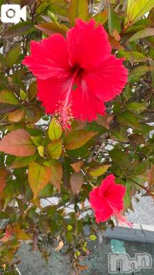 新潟デリヘル 熟女の風俗 最終章(ジュクジョノフウゾクサイシュウショウ) ほのか(54)の12月22日写メブログ「Okinawa life♪」