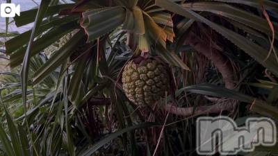 新潟デリヘル 熟女の風俗 最終章(ジュクジョノフウゾクサイシュウショウ) ほのか(54)の3月13日写メブログ「海ドライブにて」