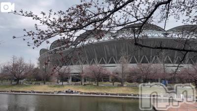 新潟デリヘル 熟女の風俗 最終章(ジュクジョノフウゾクサイシュウショウ) ほのか(54)の4月1日写メブログ「待ちきれず」