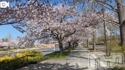 新潟デリヘル 熟女の風俗 最終章(ジュクジョノフウゾクサイシュウショウ) ほのか(54)の4月8日写メブログ「朝散歩にて」