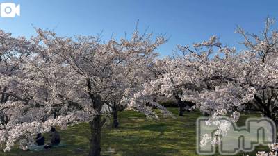 新潟デリヘル 熟女の風俗 最終章(ジュクジョノフウゾクサイシュウショウ) ほのか(54)の4月8日写メブログ「白山公園なう」