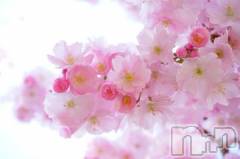 伊那デリヘルピーチガール れむ(27)の4月11日写メブログ「桜🌸」