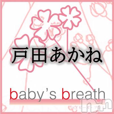 󥺥 baby's breath(٥ӡ ֥쥹) Ĥͤβ(1)