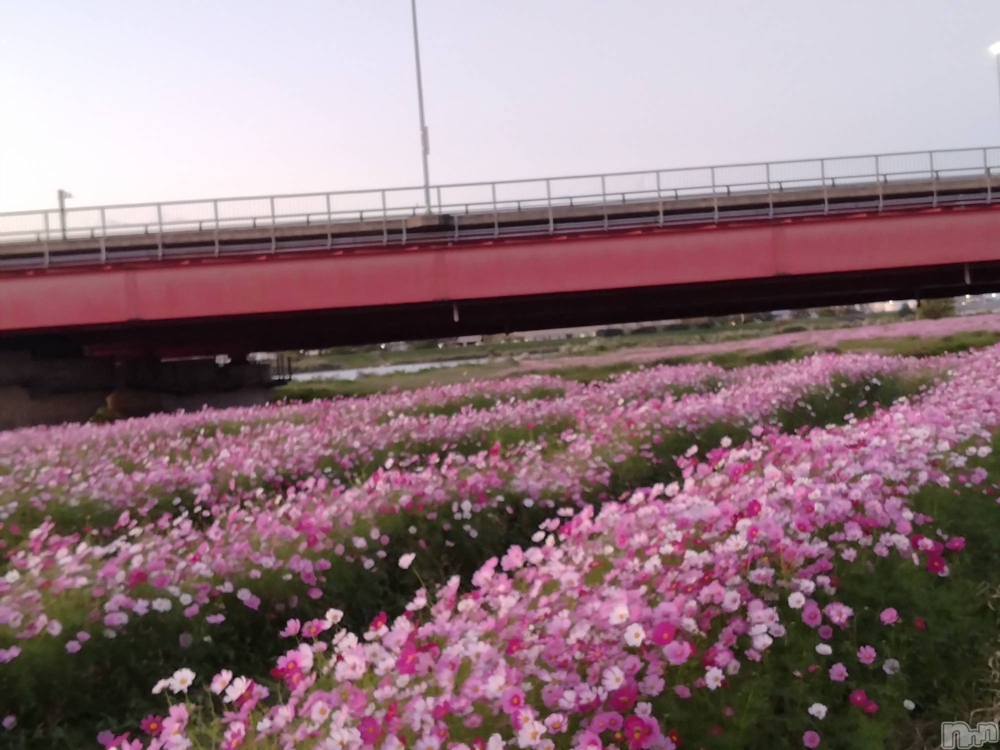 上越デリヘル上越最安値！奥様Deli急便(ジョウエツサイヤスネ！オクサマデリキュウビン)スレンダーエロ熟女　さやか(48)の2025年10月24日写メブログ「関川」