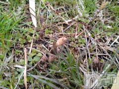 上越デリヘル上越最安値！奥様Deli急便(ジョウエツサイヤスネ！オクサマデリキュウビン) スレンダーエロ熟女　さやか(48)の3月13日写メブログ「発見しました。」