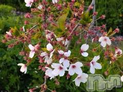 上越デリヘル上越最安値！奥様Deli急便(ジョウエツサイヤスネ！オクサマデリキュウビン) スレンダーエロ熟女　さやか(48)の4月19日写メブログ「かろうじて」