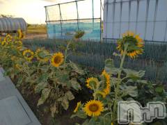 上越デリヘル上越最安値！奥様Deli急便(ジョウエツサイヤスネ！オクサマデリキュウビン) スレンダーエロ熟女　さやか(48)の8月4日写メブログ「夏を感じます」