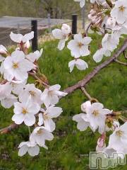 上越デリヘル上越最安値！奥様Deli急便(ジョウエツサイヤスネ！オクサマデリキュウビン) スレンダーエロ熟女　さやか(48)の4月11日写メブログ「近くの桜を」