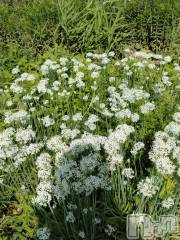 上越デリヘル上越最安値！奥様Deli急便(ジョウエツサイヤスネ！オクサマデリキュウビン) スレンダーエロ熟女　さやか(48)の9月19日写メブログ「来月より」