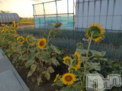 上越デリヘル 上越最安値！奥様Deli急便(ジョウエツサイヤスネ！オクサマデリキュウビン) スレンダーエロ熟女　さやか(48)の8月4日写メブログ「夏を感じます」