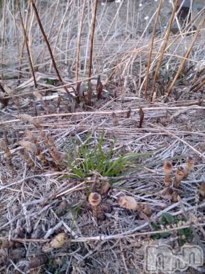 上越デリヘル 上越最安値！奥様Deli急便(ジョウエツサイヤスネ！オクサマデリキュウビン) スレンダーエロ熟女　さやか(48)の3月21日写メブログ「発見」