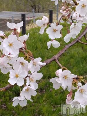 上越デリヘル 上越最安値！奥様Deli急便(ジョウエツサイヤスネ！オクサマデリキュウビン) スレンダーエロ熟女　さやか(48)の4月11日写メブログ「近くの桜を」