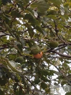 上越デリヘル 上越最安値！奥様Deli急便(ジョウエツサイヤスネ！オクサマデリキュウビン) スレンダーエロ熟女　さやか(48)の9月24日写メブログ「近所の木に～」