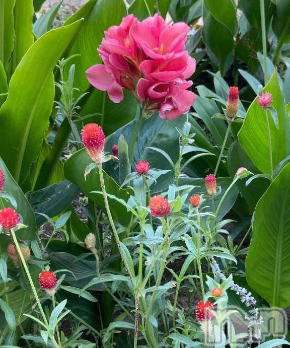 新潟デリヘル熟女の風俗 最終章(ジュクジョノフウゾクサイシュウショウ)ねこ(44)の2026年4月18日写メブログ「明日は珍しく午後から出勤」