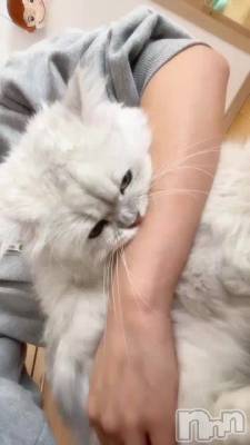 🐈⸒⸒⸒⸒
