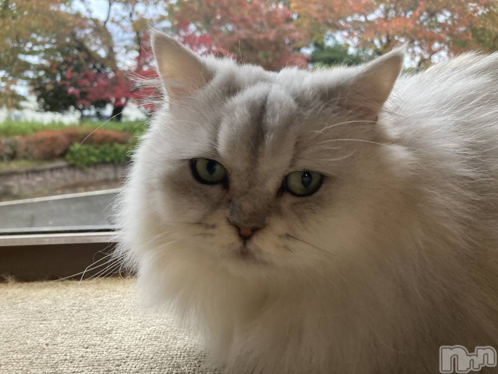 Х顦ֽϽХ Lips(奯祭Хåץ) ʤ113ֲ̥֥İ✨