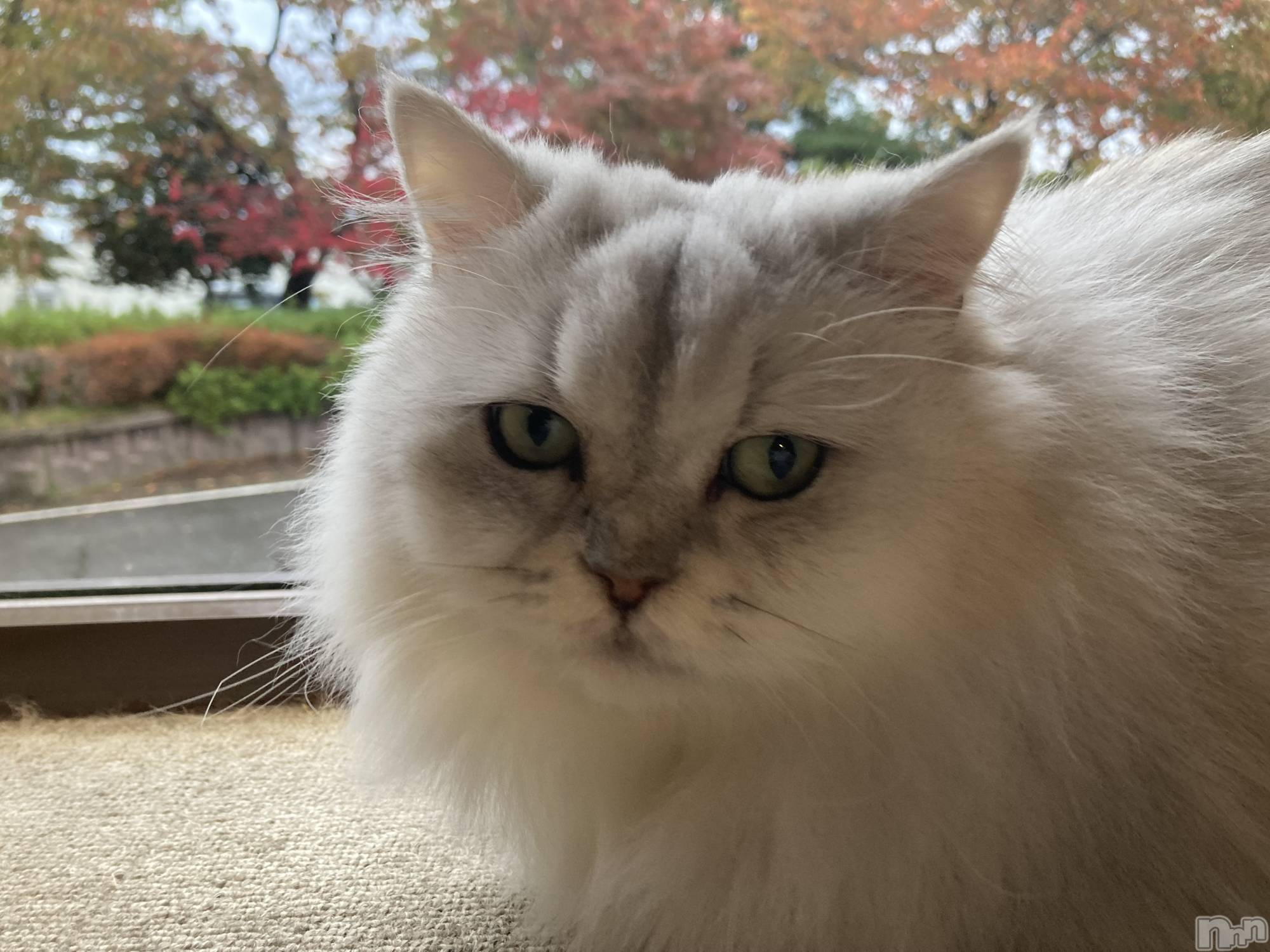 Х顦ֽϽХ Lips(奯祭Хåץ) 2025ǯ113ֲ̥֥İ✨