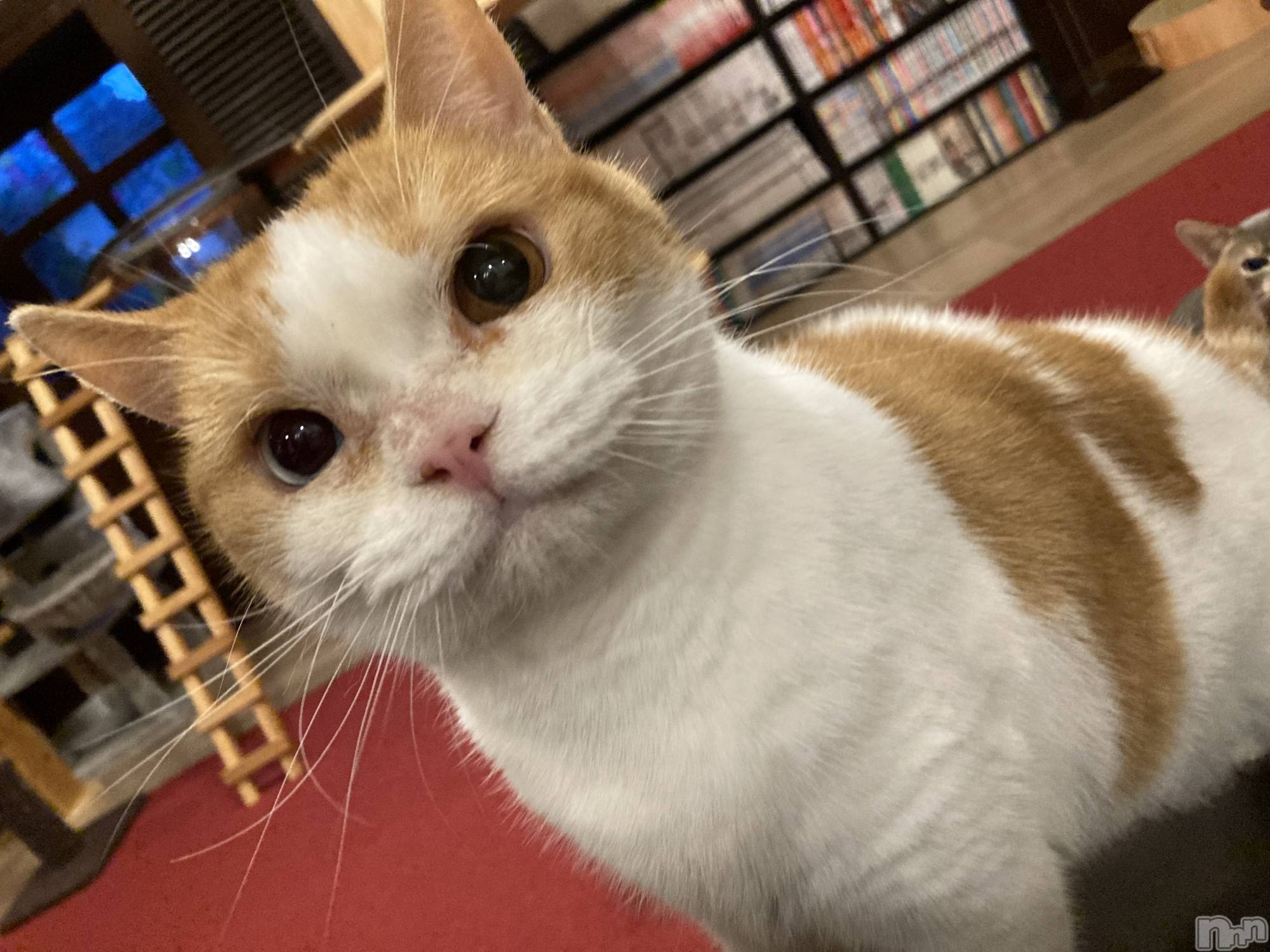 Х顦ֽϽХ Lips(奯祭Хåץ) 2025ǯ1130ֺ̥֥ܤο✨